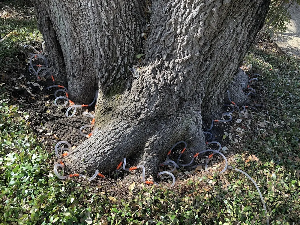 Detailed Tree Cabling and Bracing job site in El Reno