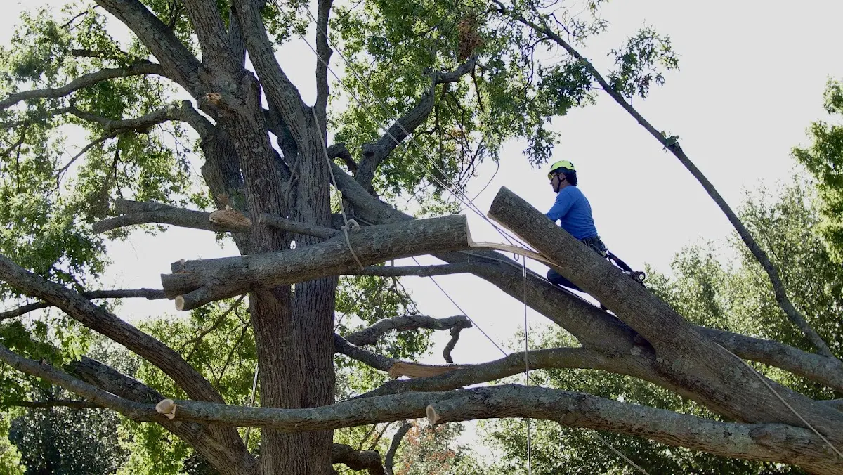 Professional Crown Thinning performed by certified arborists in El Reno